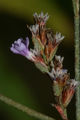 Limonium ramosissimum image