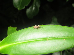 Chalepistes compressus