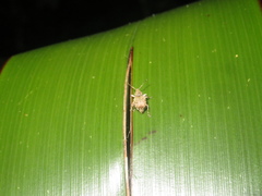 Chalepistes costifer