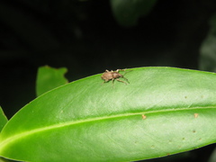 Chalepistes compressus