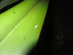 Chalepistes costifer