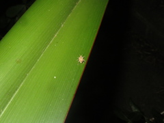 Chalepistes costifer