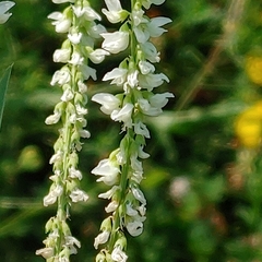 Melilotus albus image