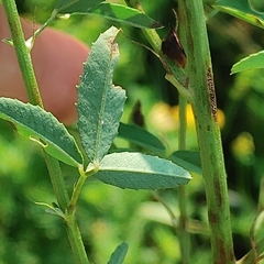 Melilotus albus image