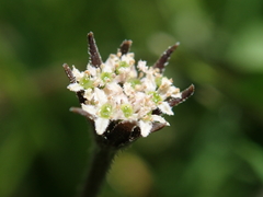 Chaerophyllum novae-zelandiae