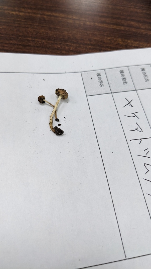 Pholiota highlandensis · July 2023 · photo: © atsushi_nakajima_cirque (iNaturalist, cc-by)