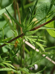 Chaerophyllum novae-zelandiae