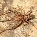 Common Crevice-Cricket - Photo (c) Gilles San Martin, some rights reserved (CC BY-SA)