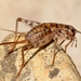 Common Crevice-Cricket - Photo (c) Gilles San Martin, some rights reserved (CC BY-SA)