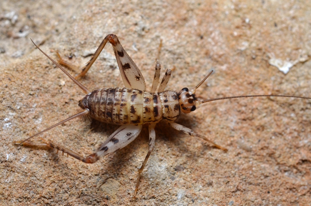 Common Crevice-cricket
