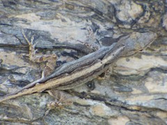 Anolis litoralis