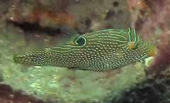 Canthigaster papua