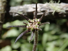 Chaerophyllum novae-zelandiae
