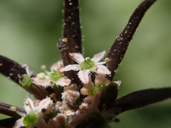 Chaerophyllum novae-zelandiae