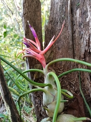 Tillandsia bulbosa