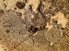 Umbilicaria hyperborea