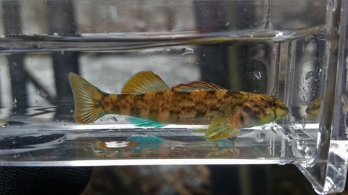 Seagreen Darter