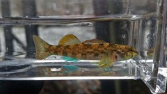 Etheostoma thalassinum