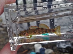 Etheostoma thalassinum