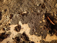 Rhizocarpon eupetraeum