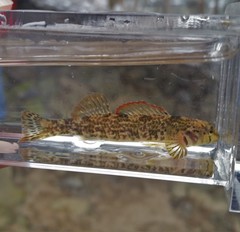 Etheostoma thalassinum