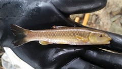 Nocomis leptocephalus