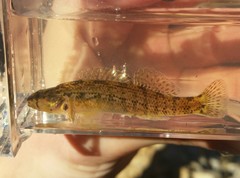 Christmas Darter photo 3