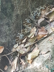 Python molurus