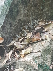 Python molurus