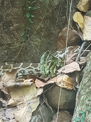 Python molurus