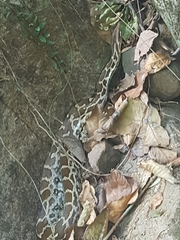 Python molurus