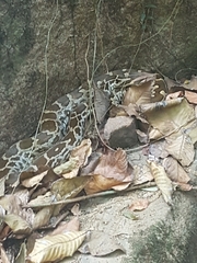 Python molurus