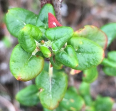 Eriogonum parvifolium