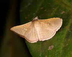 Banisia myrsusalis
