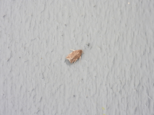 Broken-banded Leafroller Moth photo 6