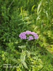 Achillea millefolium image
