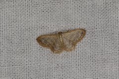 Idaea simplex