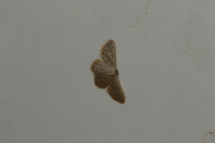 Idaea simplex