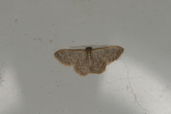 Idaea simplex