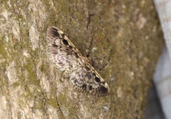 Rhimphaliodes macrostigma