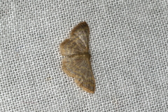 Idaea simplex