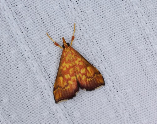 Pyrausta ignealis (Hampson, 1899)