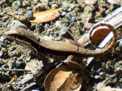 Leiocephalus macropus
