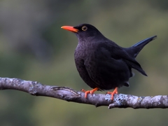 Chiguanco Thrush photo 2