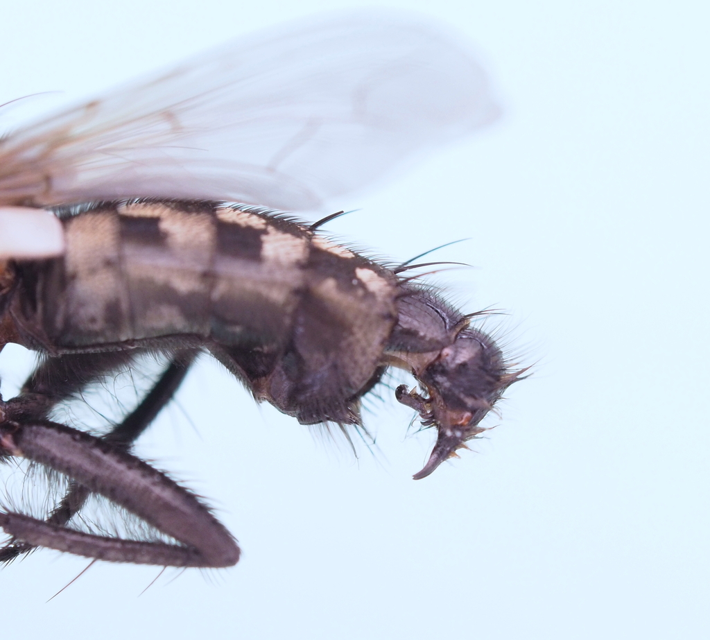 Sarcophaga melanura