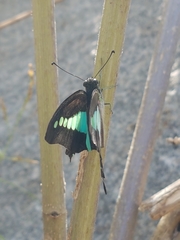 Graphium teredon
