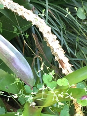 Anolis extremus