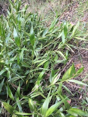 Elleanthus capitatus