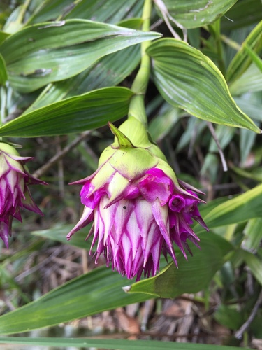 Capitate Elleanthus