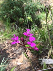 Epidendrum jamiesonis